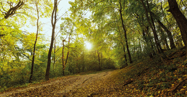 Sürdürülebilirlik